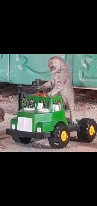 Котята кошка ...