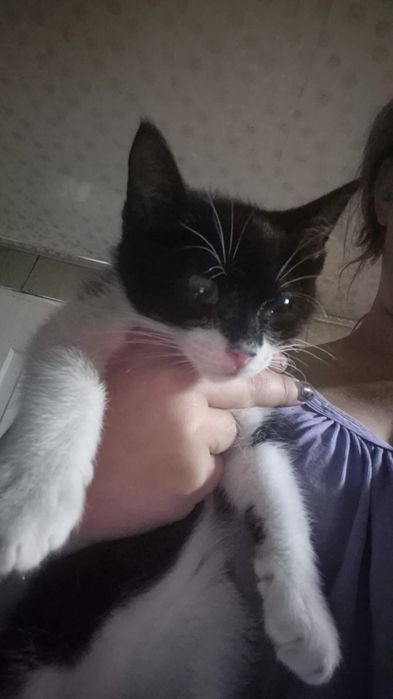 Котёнок мальчик Бэтмен
