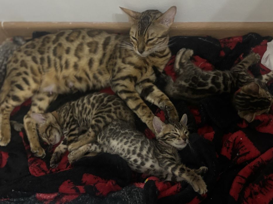 Бенгальские котята