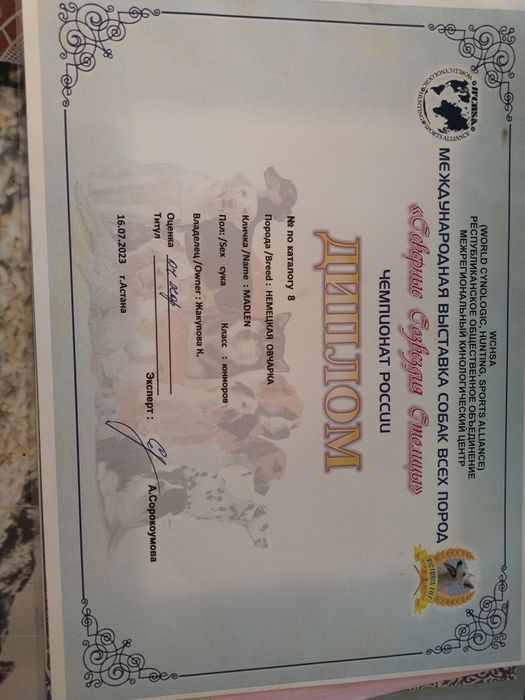 Немецкая овчарка!