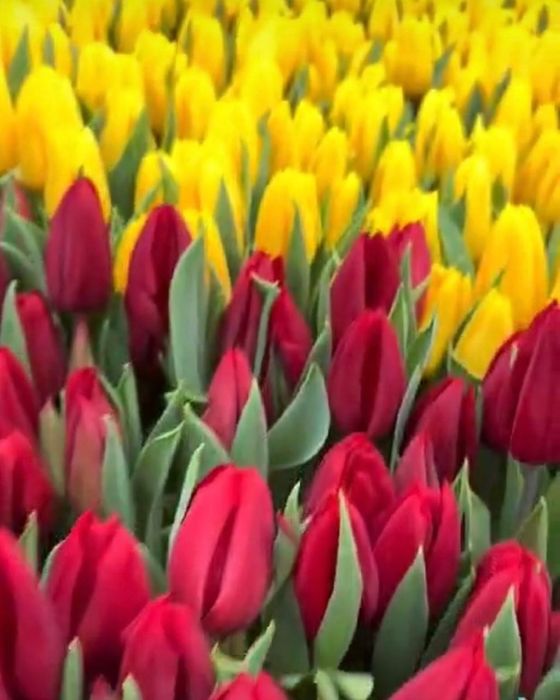 Продаётся луковица тюльпанов 
Охлаждённая 9  градус