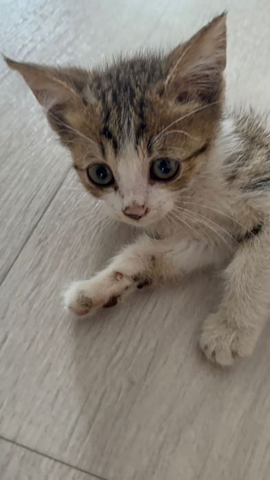 котёнок бесплатно / мысык