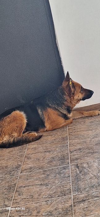 В добрые руки  девочка