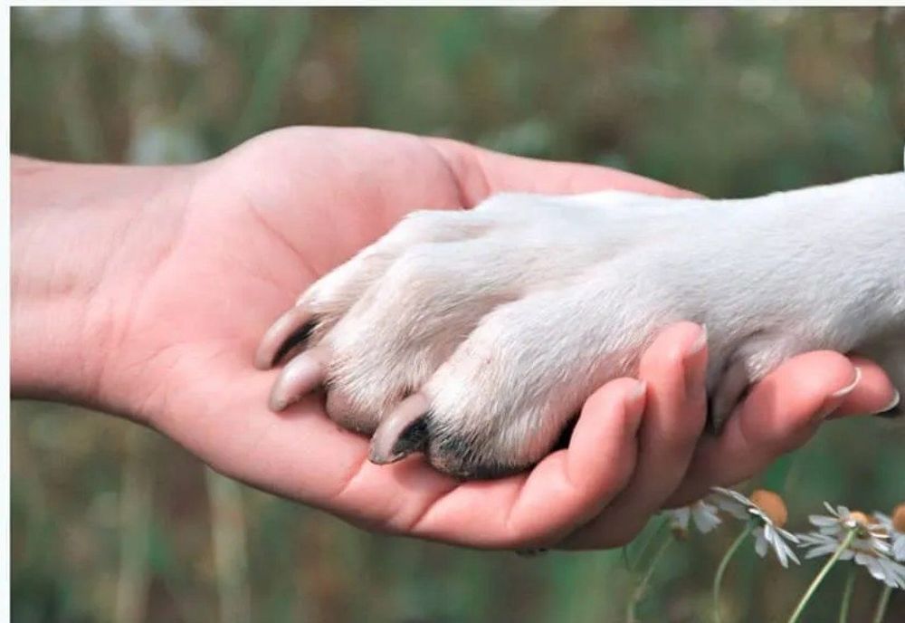 Ветеринар Дмитрий , Терапевт!