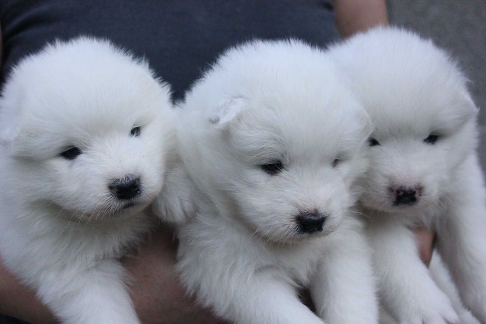 самоед бебета чистокръвни