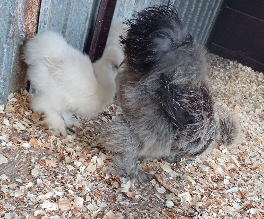 Silkie mătase japoneza, pui găini și cocoși!