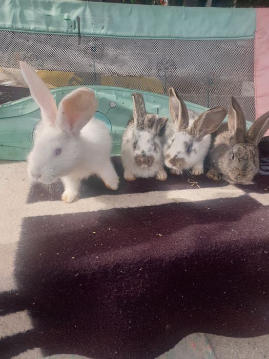 Vand iepuri femela si mascul