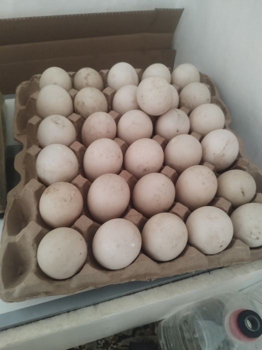 Продам индоуток семейка