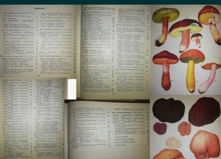 Цветоводство. Кактусы. Грибы.