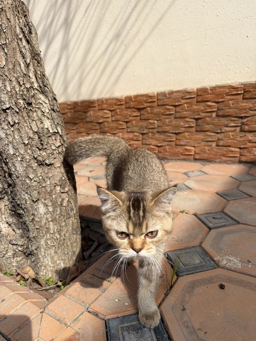 Мушук сотилади узимники уй аллергиям кийнавоти ушанчун сотвоман