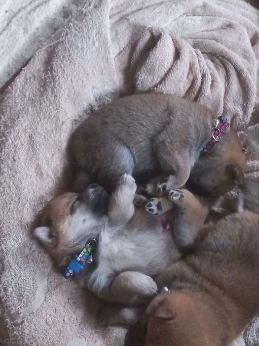 Сиба ину готовятся к продаже