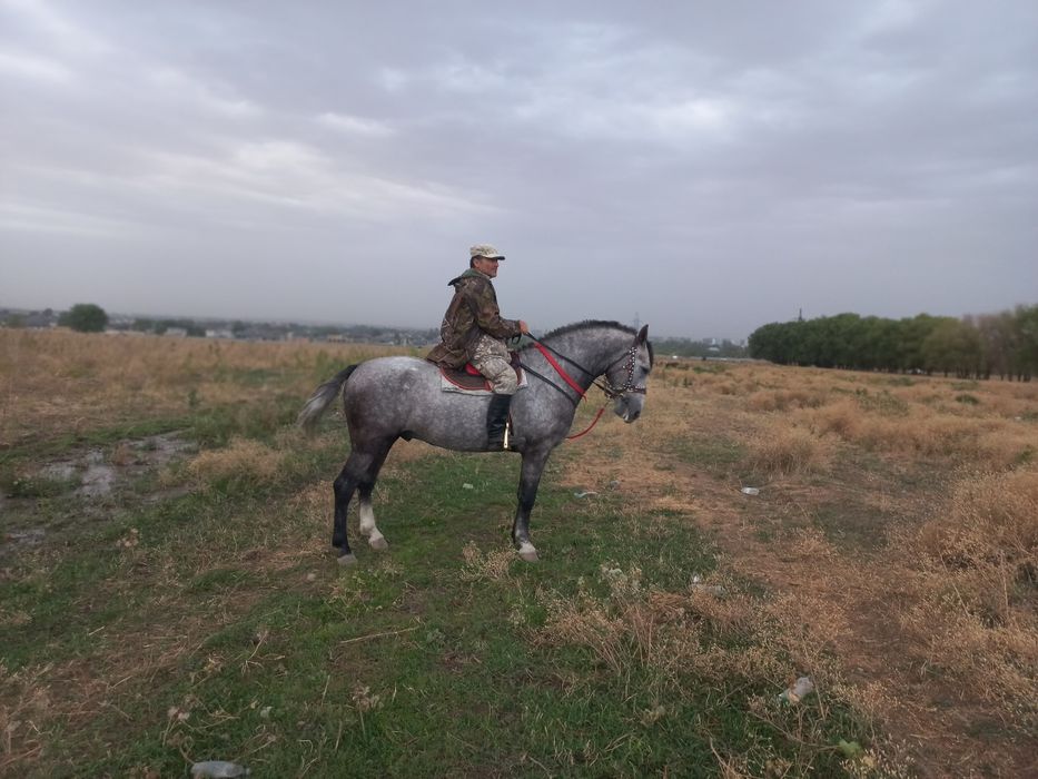 продам жырыбец рысак 4года