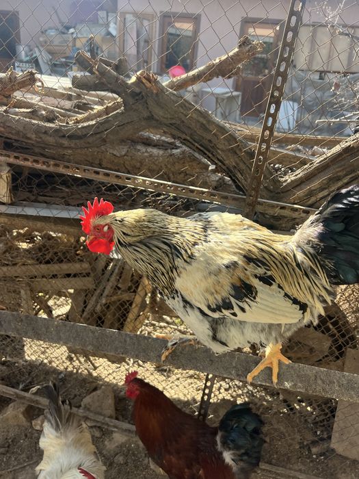 Петухи 17 штук.