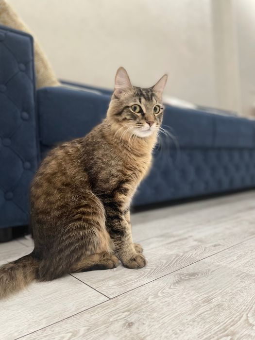 Отдам кота в добрые руки