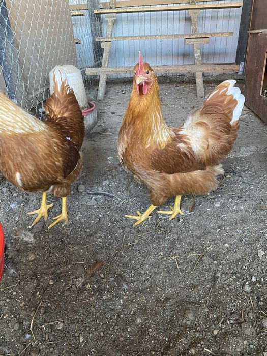 Oua incubat New Hampshire