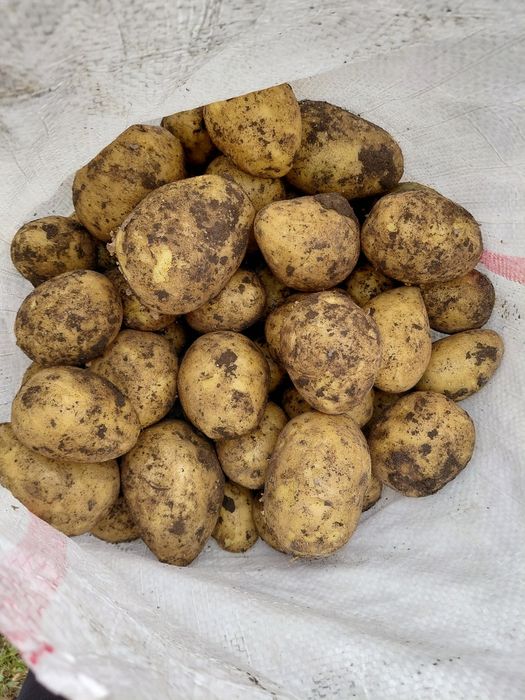 Продам картофель домашний!