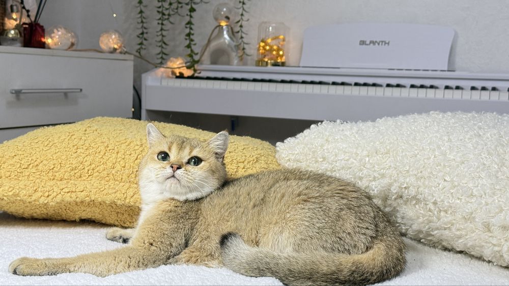 Девочка  золотая шиншилла