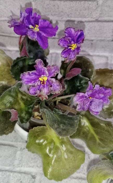 Продам фиалки сортовые