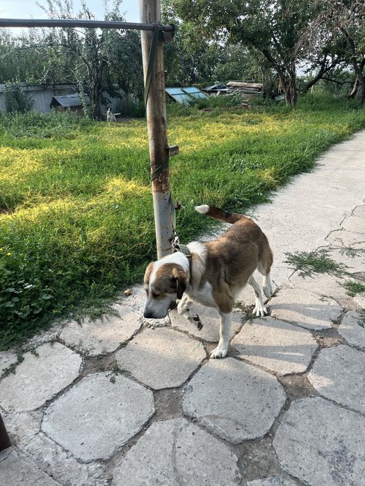 Продется собака КойТобет