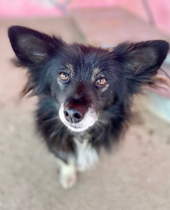 Собака (кобель)