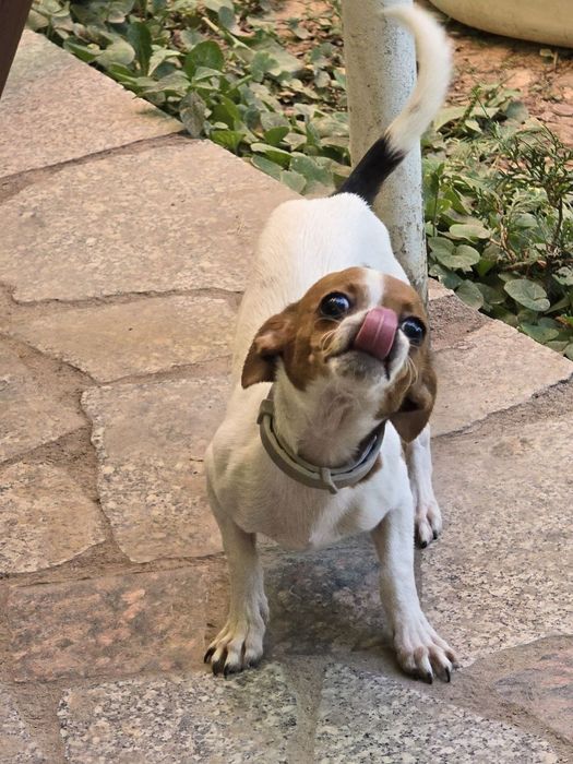 „ Chixuaxua “  sotiladi