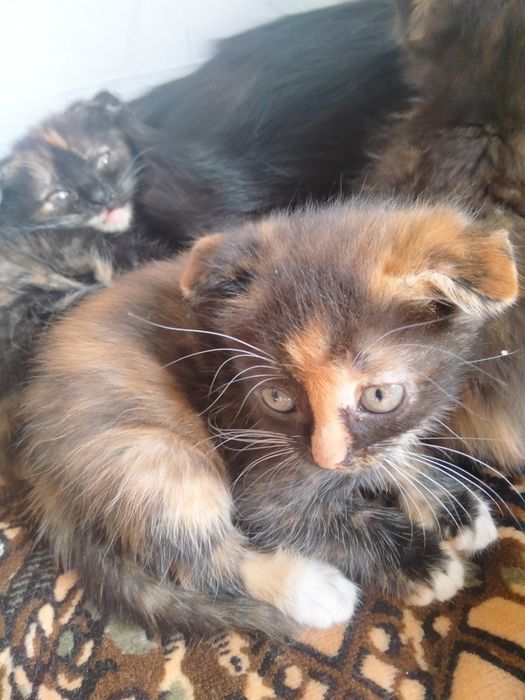 Котята вислоухие