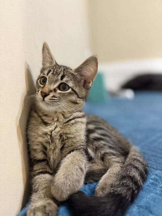 Отдам кот в добрые руки