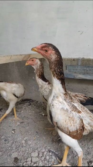 Корейский шамо 4 ойлик
