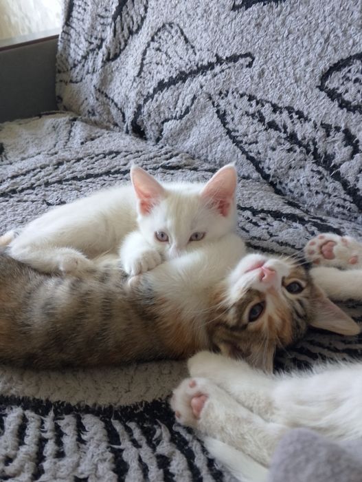Продаются котята