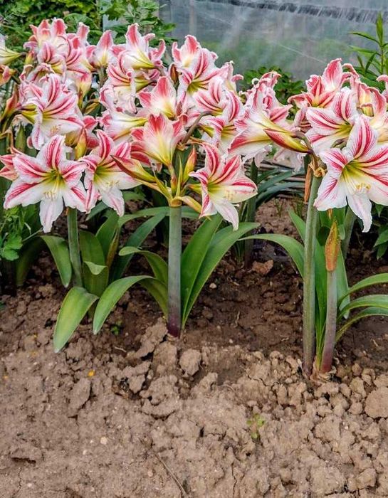 Луковици на Амарилис продавам
