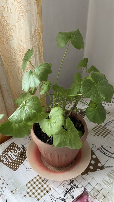 Отдам  бесплатно герань.