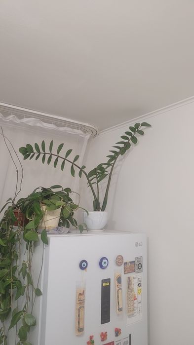 Замиокулькас - комнатное растение