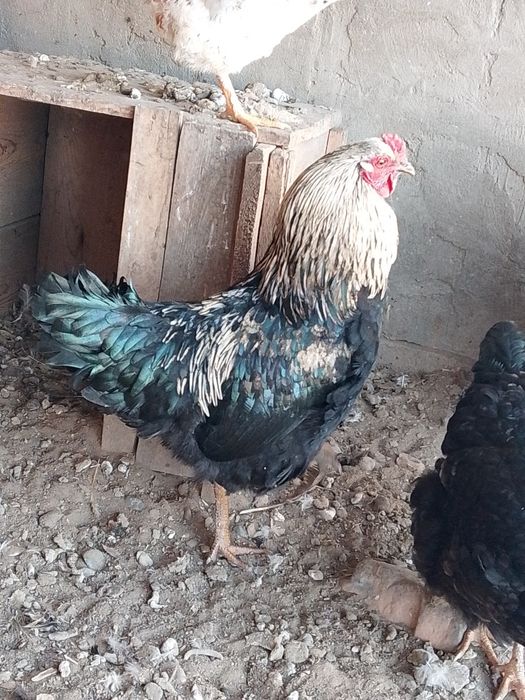 Әтештер сатылады