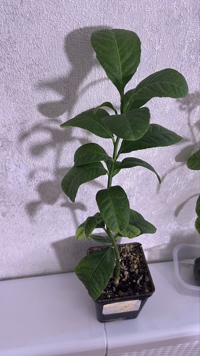 Лимоное дерево лунарио и пандероза