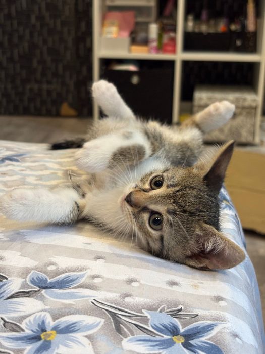 Подарявам малки котенца