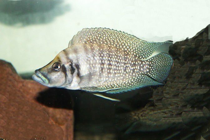 Альтолампрологус Кальвус