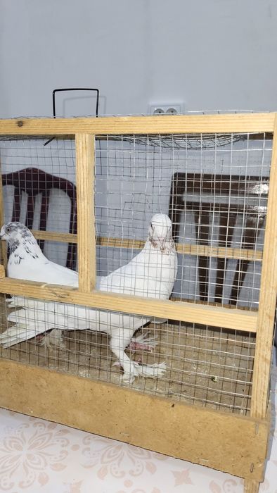 Кабутар пара сотилади