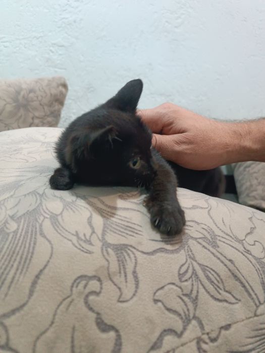 Отдам кошечку (котенок)