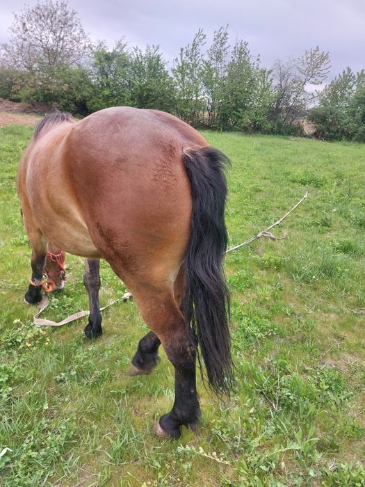 Vând manza semigrea !