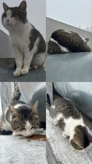 Кот в добрые руки