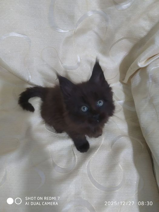 Продается котенок Мейн кунМейн кун