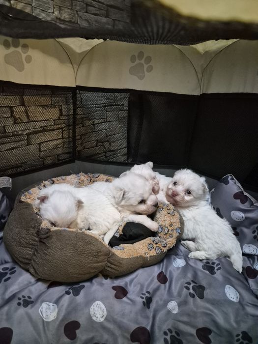 Болонки 3 момченца и 1 момиче