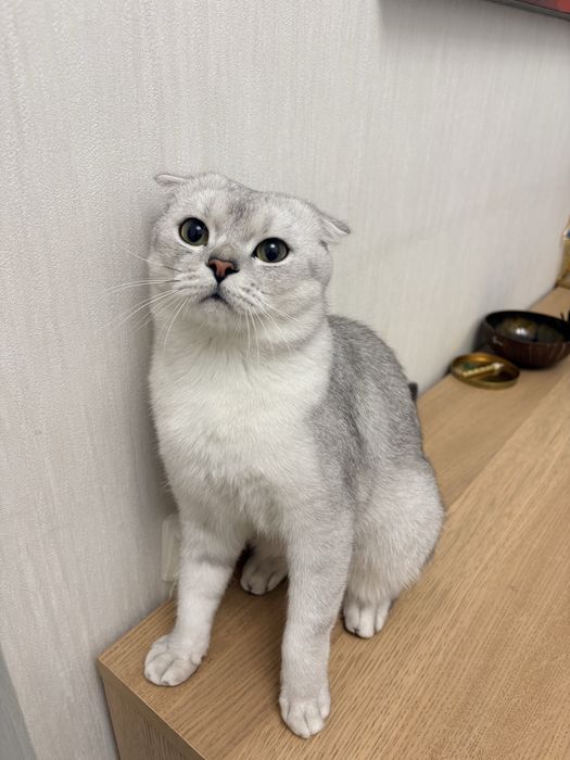 Шотландская вислоухая кошка