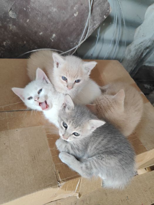 Подарявам малки котенца.