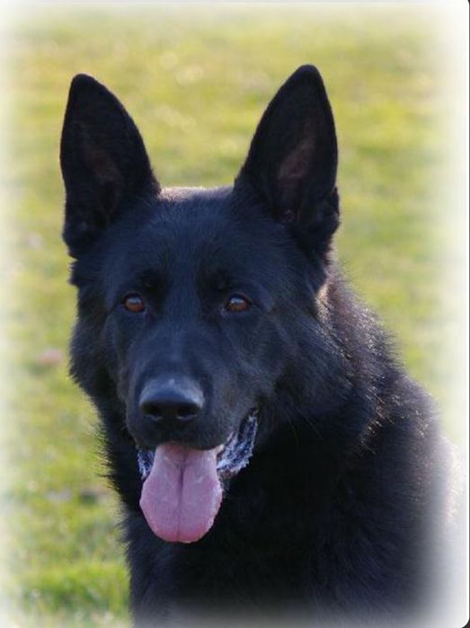 Щенки Немецкой  Овчарки   Рабочее Разведение ,Линия - ГДР.