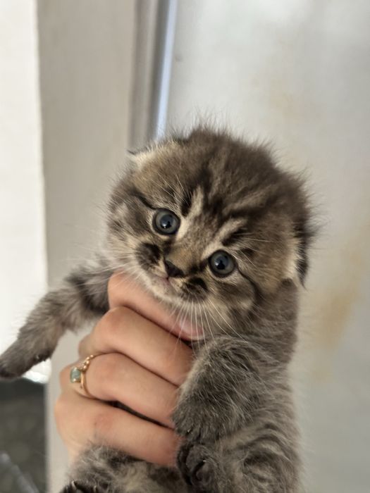 Продаются котятки