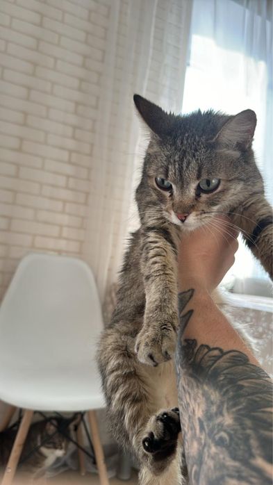 Кошка в добрые руки