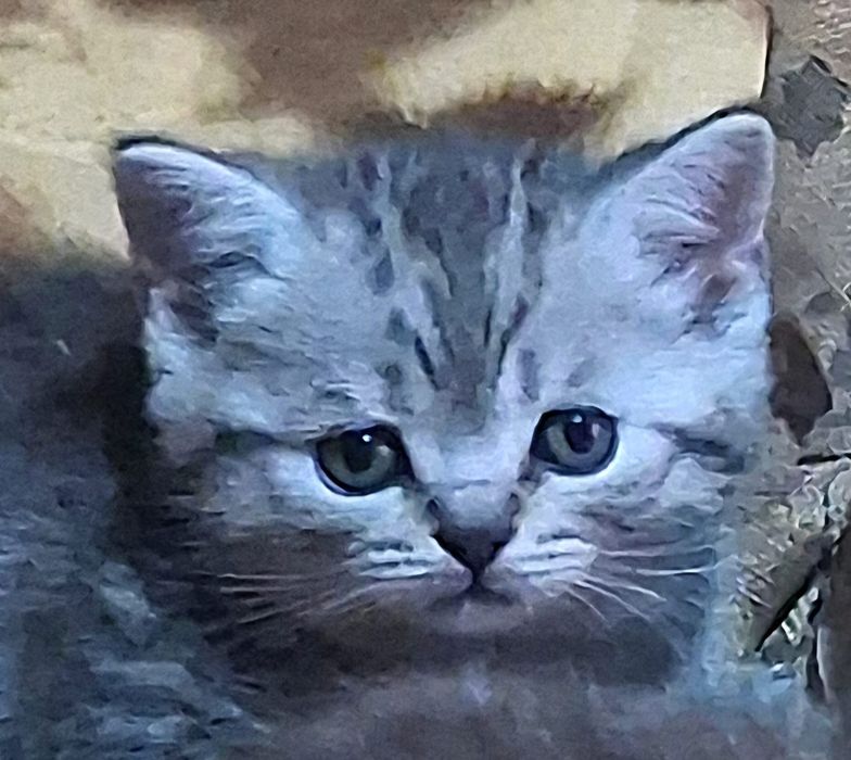 British shorthair silver shaded.