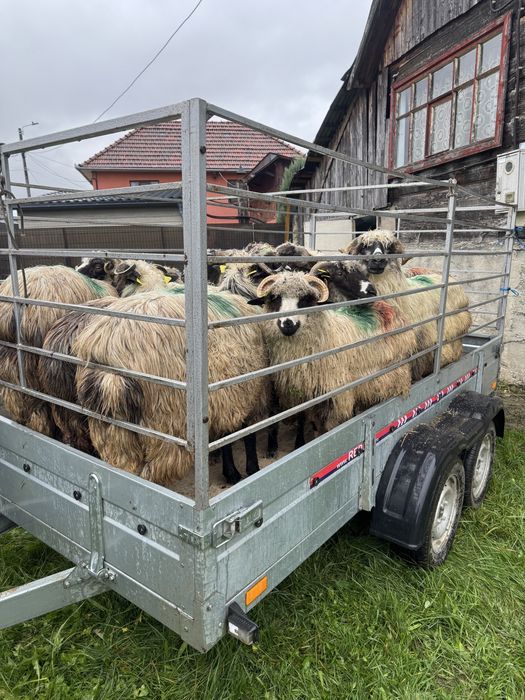 Oi de vânzare breze