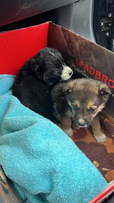 Срочно ищем дом малышам